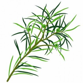 planta-arbol-te